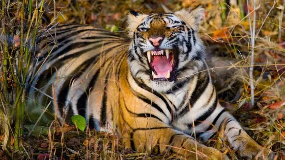 302 people died in tiger attacks in 5 years: Govt data