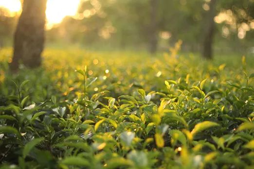 Tea production rises in 2022, growers express concern over present challenges