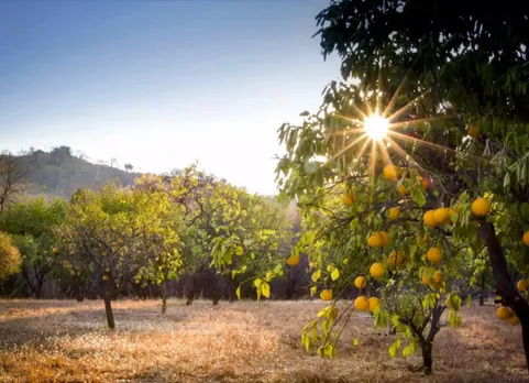 Once 'orange bowl' of Arunachal, Aalo's orchards suffer as younger generations disinterested in cultivation