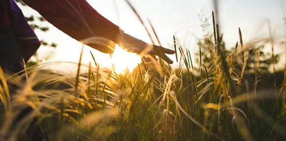 Wild plants may edit their genomes in the same way we make GM crops – and it could be crucial to evolution