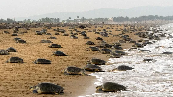 Odisha bans marine fishing in Olive Ridley turtle habitation corridors
