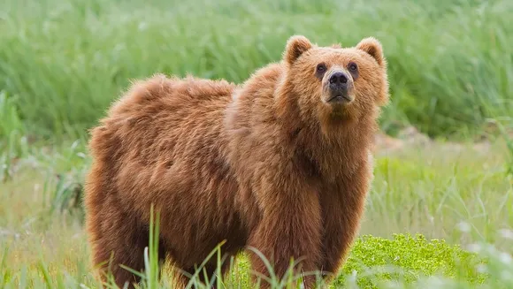Etawah safari park bear dies