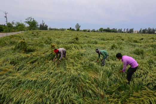 Unseasonal rains: Crops on 60k hectares in Marathwada damaged, affects 1.22 lakh farmers