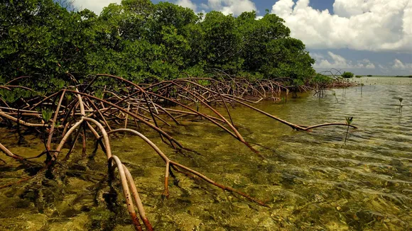 Study examines coastal ecosystems globally as potential greenhouse gas sinks