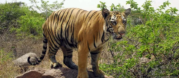 Chhattisgarh forest officials arrest six from Odisha; tiger skin, body parts of other animals seized