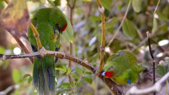Green parrots on Norfolk Island appear to enjoy anointing themselves with chewed pepper tree bark
