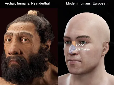 Taller nose in humans inherited from Neanderthals: Study
