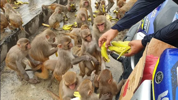 Feeding monkeys in Sikkim will invite a fine of Rs 5,000