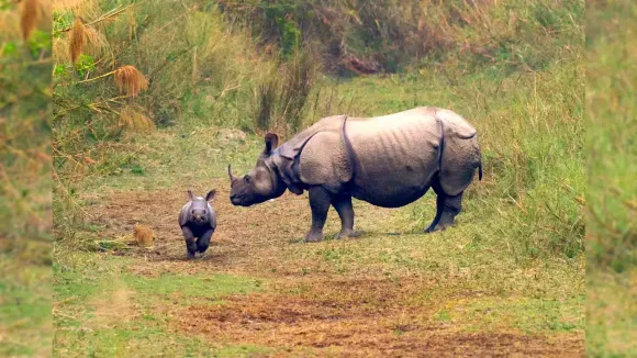 Latest survey finds 46 one-horned Rhino in Dudhwa Tiger Reserve of UP