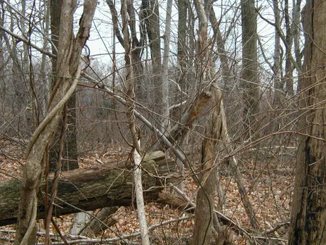 Dry trees forrest.jpg