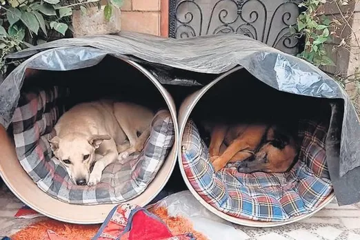 Noida NGO turns saviour for stray dogs in Delhi amid cold wave