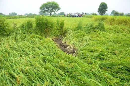 Incessant rains damage Kharif crops in Kashmir