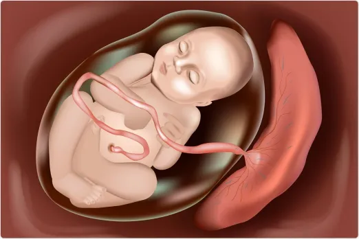 Placenta.webp