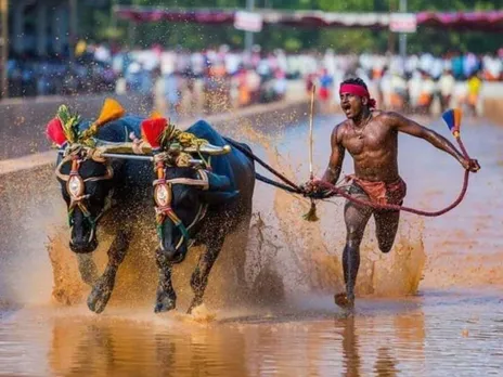 Kambala lovers hail SC verdict on conduct of traditional sports