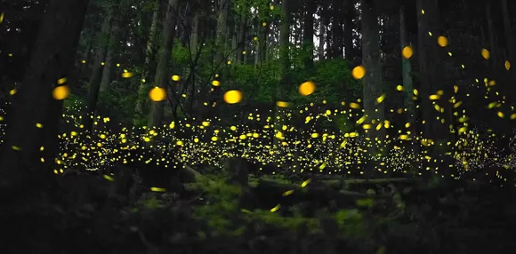 Fireflies, brain cells, dancers: New synchronisation research shows nature’s perfect timing is all about connections