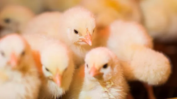 newborn chicks
