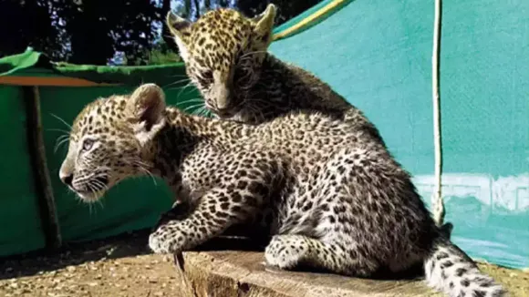 Wildlife thriving in Delhi: 2 leopard cubs spotted in Asola Sanctuary