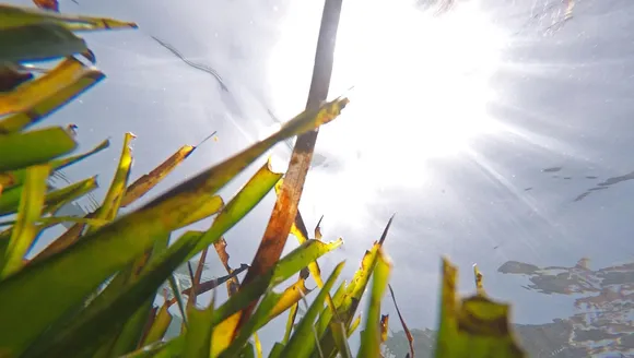 What are marine heatwaves and are they happening more often?