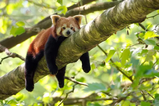 Endangered Red Panda spotted in Tawang