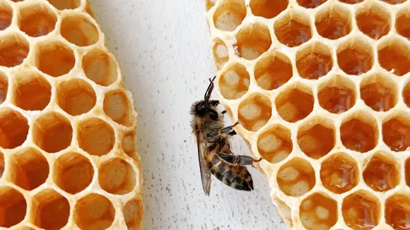 MP: Man accidentally swallows bee while drinking water; dies