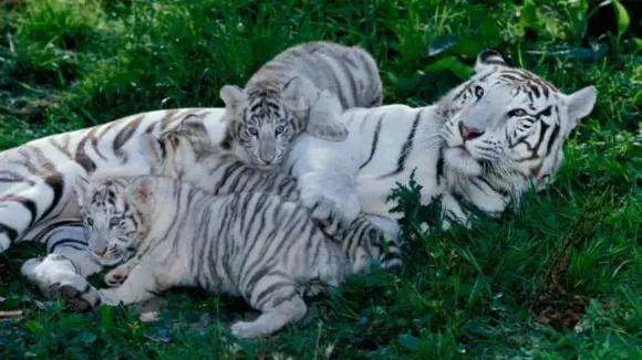 Three white tiger cubs born in Maitri Bagh Zoo in Bhilai in Chhattisgarh