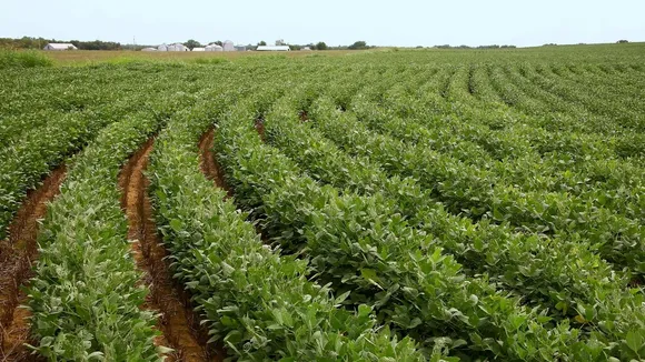 Soyabean crop good so far; any delay in monsoon rains may hit productivity: SOPA