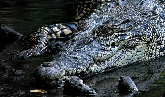Crocodile captured from pond in Aligarh