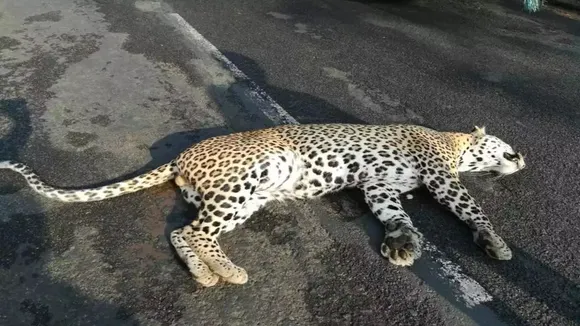 Maharashtra: Leopard run over by vehicle in Bhandara