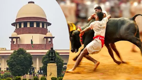 SC upholds validity of amendment laws allowing 'Jallikattu', 'Kambala' & bullock-cart races