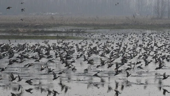 Record number of migratory birds visited Kashmir this winter: Official
