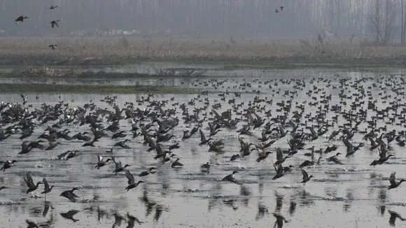 Migratory Birds