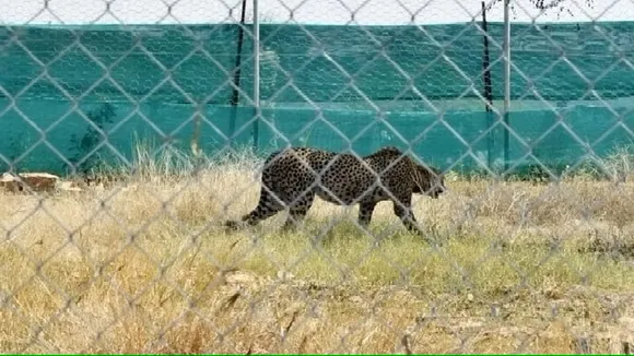 4 adult cheetahs brought to India from Africa have died due to septicemia: Bhupender Yadav