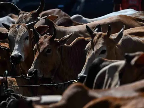 BJP asks Congress to clarify its stand on cow slaughter issue in Karnataka