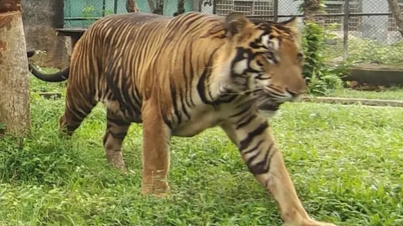 Assam: Rare golden tiger sighted at Kaziranga