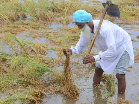 Farmers in flood-hit Punjab prop each other up with free seeds