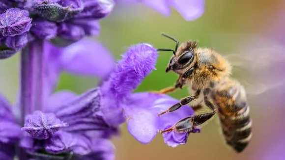 Most bees don’t die after stinging – and other surprising bee facts
