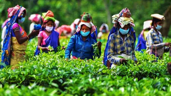 Small tea growers voice concern over 'poor' quality teas flooding market