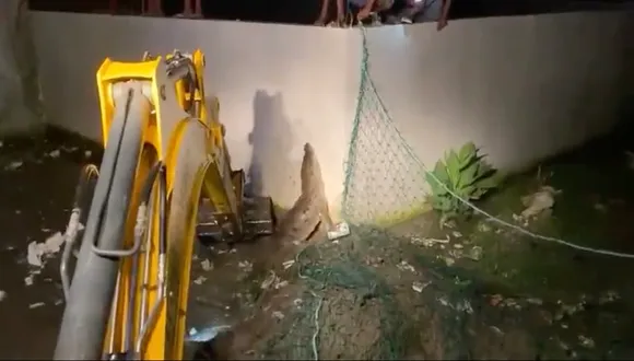 Video: Crocodiles enter residential areas in Haridwar
