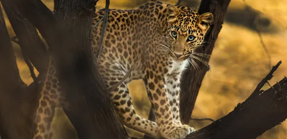Leopards spotted in Himachal Pradesh's Hamirpur, residents in panic