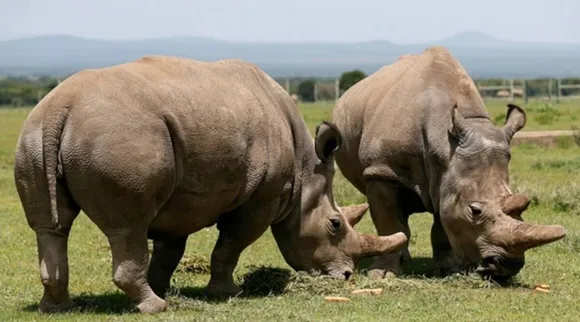 Half of Africa’s white rhino population is in private hands – it’s time for a new conservation approach