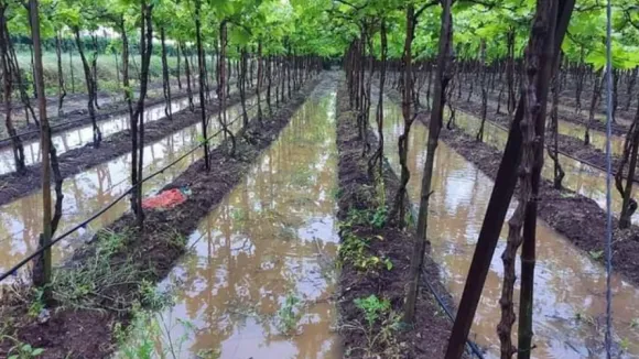 Maha govt should help farmers facing crop losses due to unseasonal rains: Anil Deshmukh