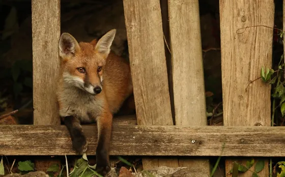 Why not all urban foxes deserve their ‘bin-raiding’ reputation