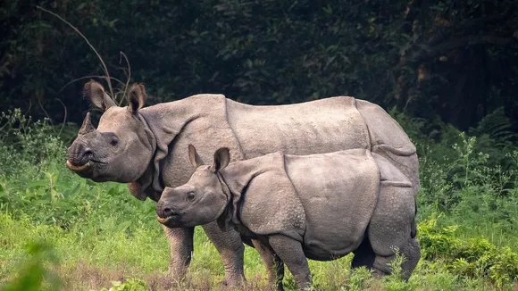 Bihar preparing 'reintroduction of Rhinos scheme' in Valmiki Tiger Reserve