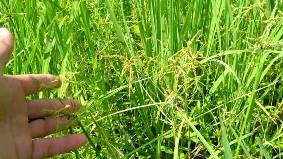 Crystal Crop introduces new herbicide to tackle weeds in paddy; aims 7-8% share of Rs 550 cr mkt size