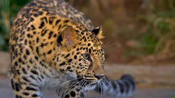 Maharashtra: 15-year-old leopard dies of multiple organ failure in Aurangabad zoo