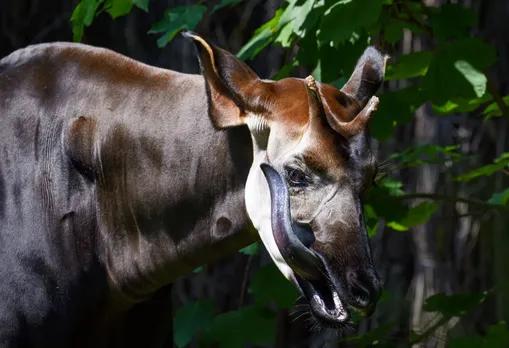 Wild animals leave DNA on plants, making them easier to track