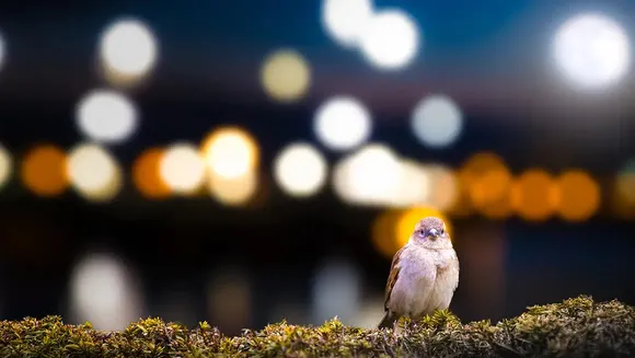 Artificial light lures migrating birds into cities, where they face a gauntlet of threats