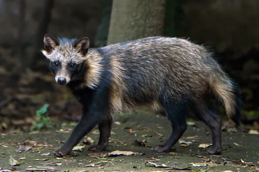 COVID origins debate: What to make of new findings linking the virus to raccoon dogs