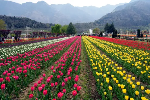 Srinagar's tulip garden enthrals more than 1 lakh visitors within 10 days of opening