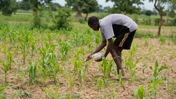 Climate and violence hobble Nigeria's push to rely on its own wheat after the hit from Russia's war